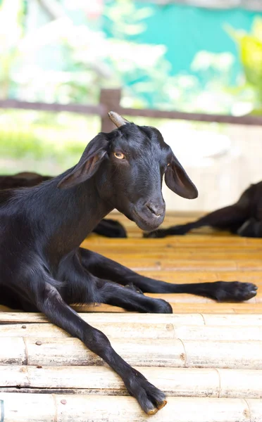 Closeup portrait of a goat. — Stock Photo, Image