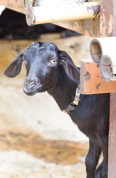 Closeup portrait of a goat. — Stock Photo, Image