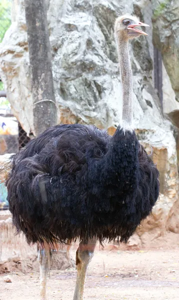 Strauß-Porträt im Zoo. — Stockfoto