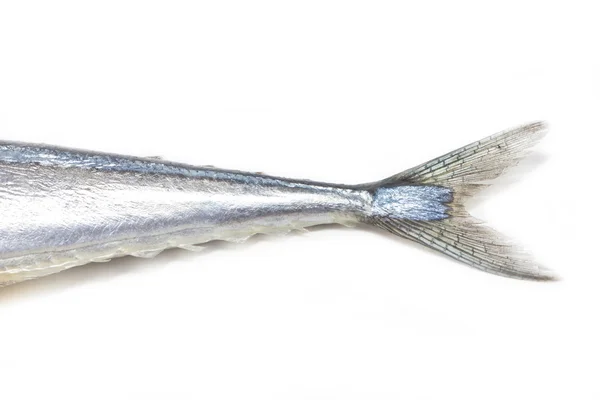 Saury fresco do Pacífico — Fotografia de Stock