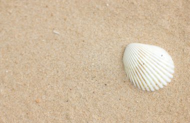 Shell kum üzerinde.