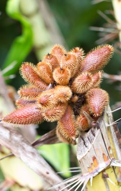 salacca on ağacının SAP.