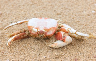 Sahilde ölü Yengeç.