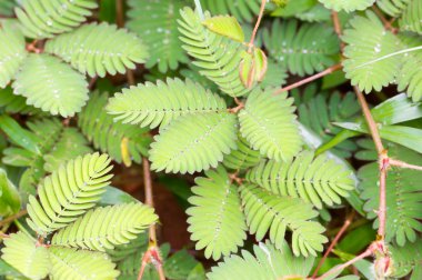 Mimosa pudica