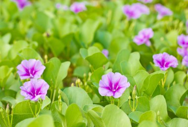 Keçi ayağı sarmaşık