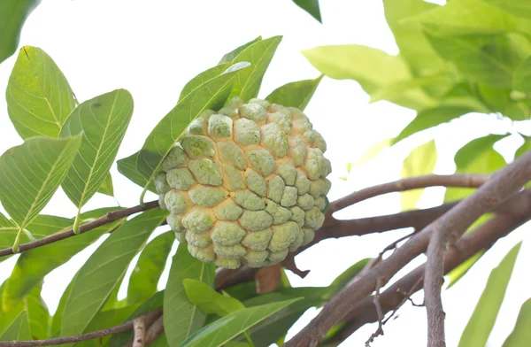 Puddingapfelfrucht, annona squamosa. — Stockfoto