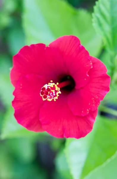 Hibiskusblüte. — Stockfoto