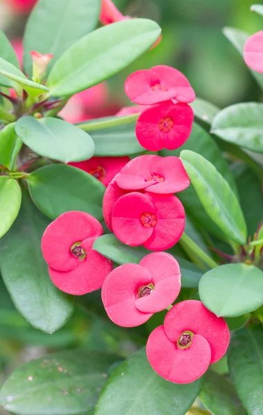 Cronologia di fiori di spine — Foto Stock