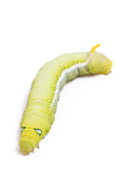 Caterpillar Oleander Hawk-moth — Stock Photo, Image