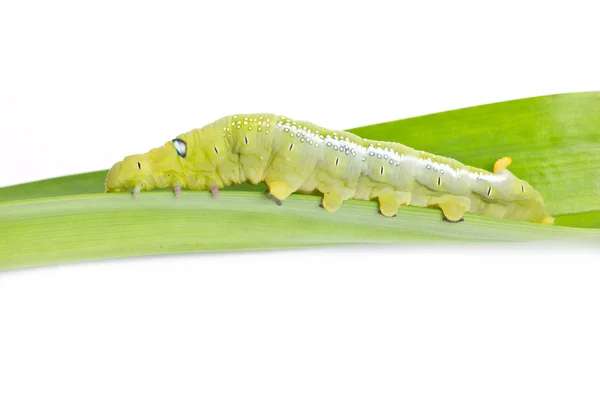 Caterpillar adelfa Halcón-polilla — Foto de Stock