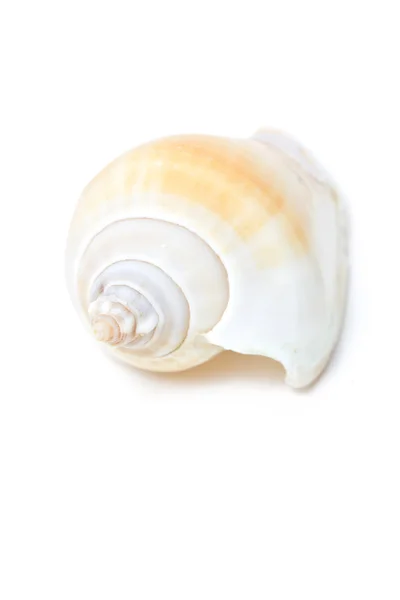 Concha de caracol — Foto de Stock