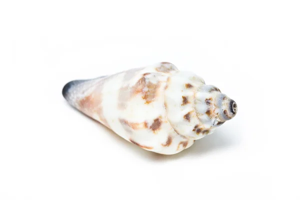 Sea shell — Stock Photo, Image