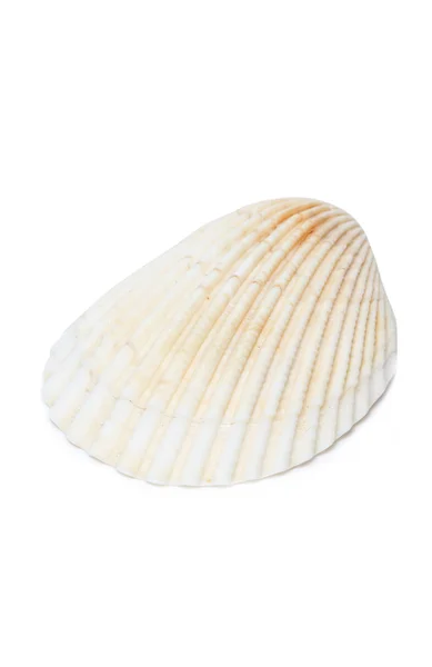 Sea Shell — Stock Photo, Image