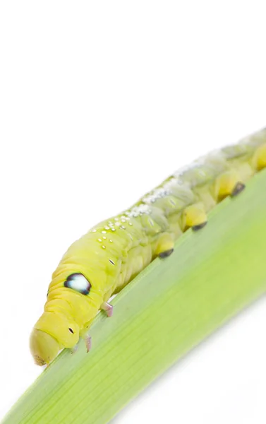 Caterpillar Oleander Hawk-moth — Stock Photo, Image
