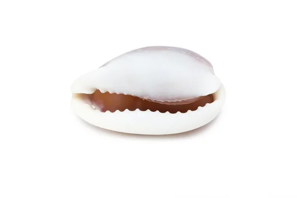 Sea shell — Stock Photo, Image