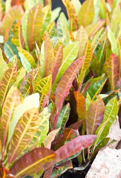 Crotonenpflanze. — Stockfoto