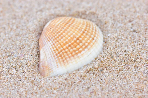 Tengeri kagyló homokon. — Stock Fotó