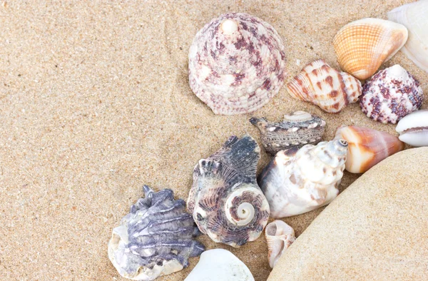 Variety of sea shells on sand. — Stock Photo, Image