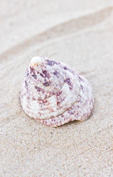 Морская раковина на песке. — стоковое фото