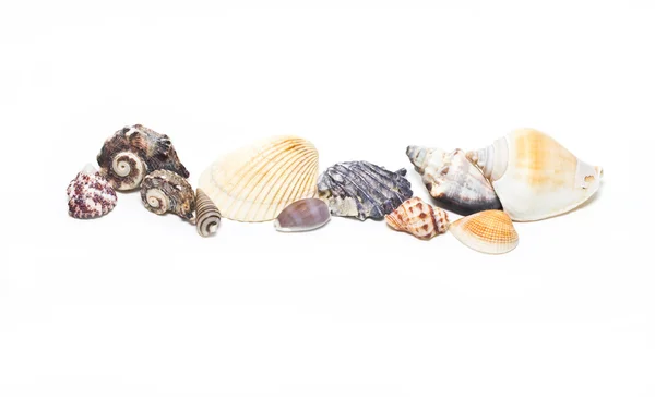 Různé mořské mušle — Stock fotografie