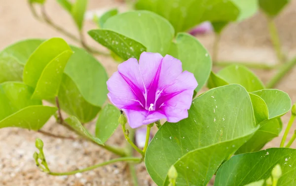 Goat's Foot Creeper — Stock Photo, Image