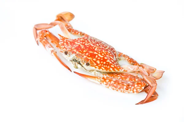 Krab pomarańczowy — Zdjęcie stockowe