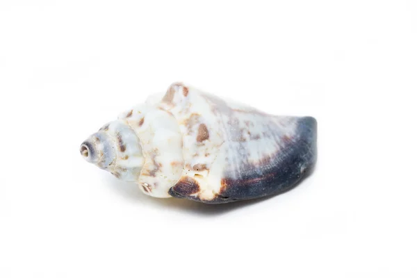 Sea shell — Stock Photo, Image