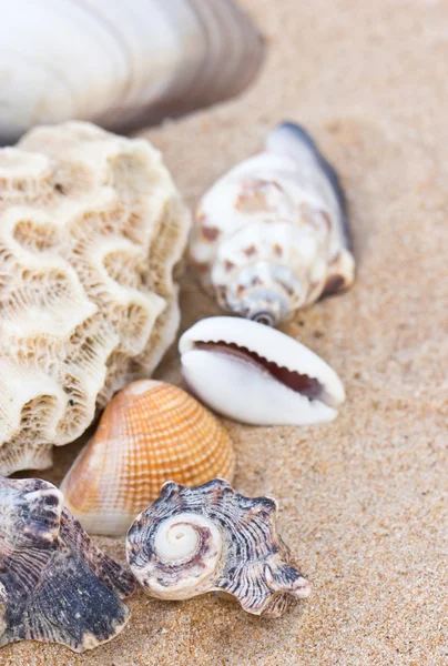 Variedad de conchas marinas sobre arena . — Foto de Stock