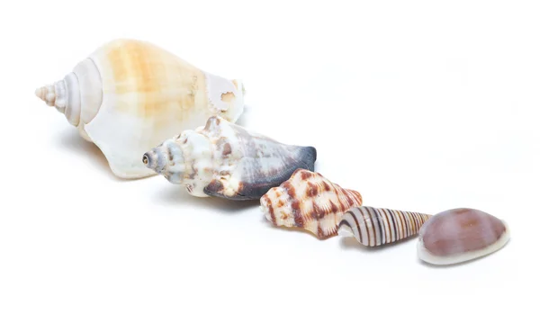 Variety of sea shells — Stock Photo, Image