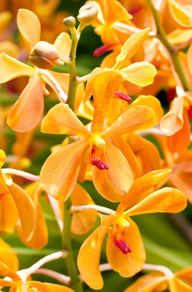Blossom Orange Orchid. — Stock Photo, Image