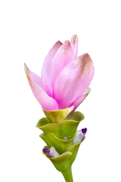 Siam tulipano fiore. — Foto Stock