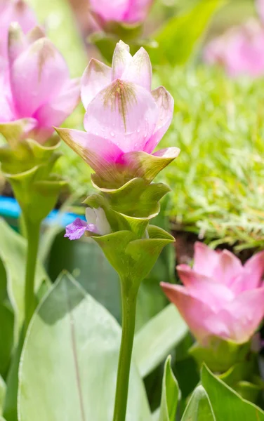 サイアム チューリップの花. — ストック写真