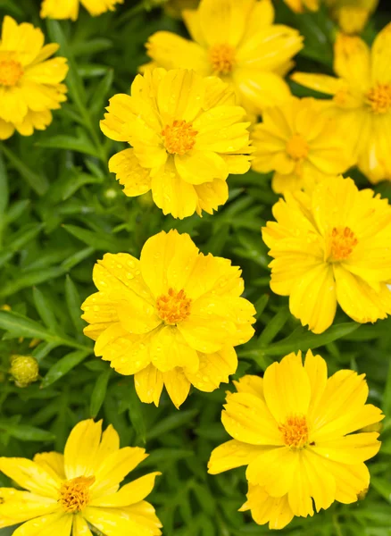 Yellow Cosmos Flowers with water drops. — Stock Photo, Image