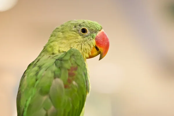 Close up of Parrot bird. — Stock Photo, Image