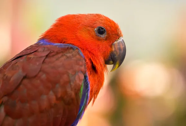 Close up of Parrot. — Stock Photo, Image