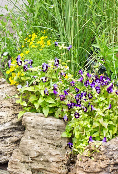 Wishbone and Daisy decoration gardening. — Stock Photo, Image