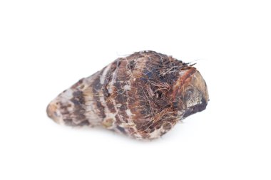 Taro aislado en blanco.