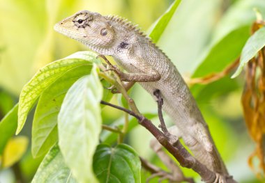 kertenkele ağaç üzerinde.