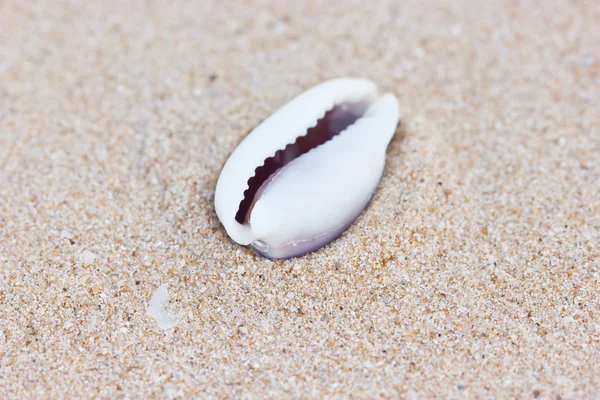 Cáscara de mar sobre arena. — Foto de Stock