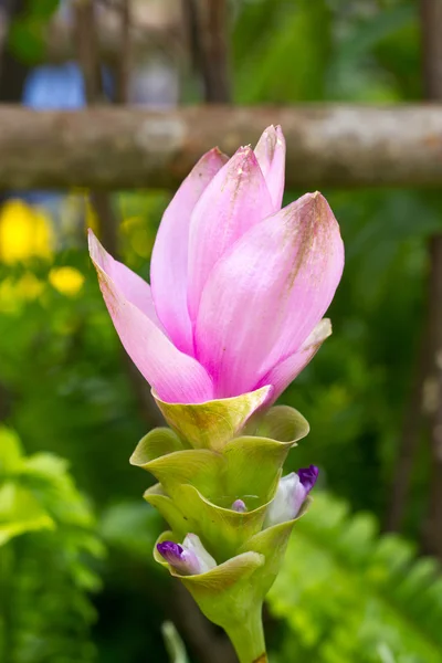 Сиамский тюльпан. — стоковое фото