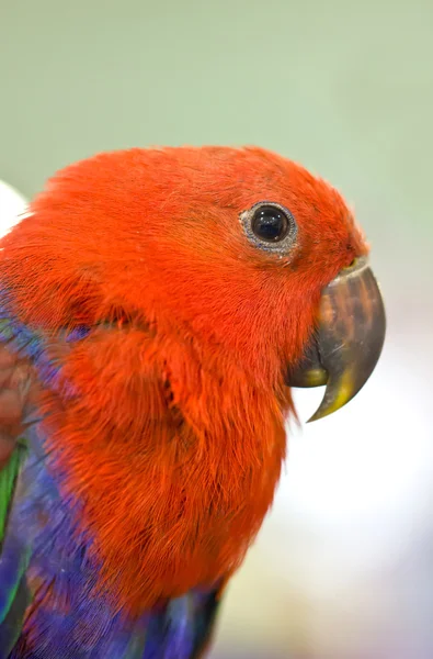 Parrot bird. — Stock Photo, Image