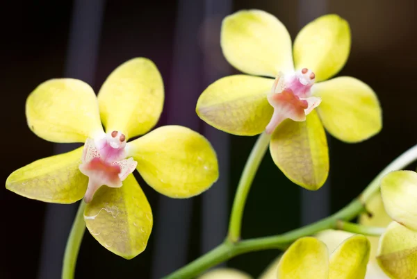 Yellow orchid. — Stock Photo, Image