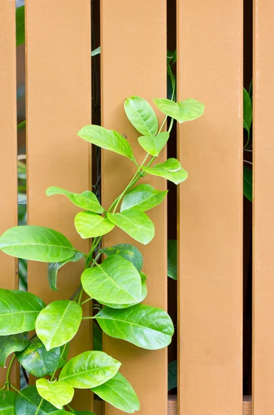 Ylang-Ylang klimplant — Stockfoto