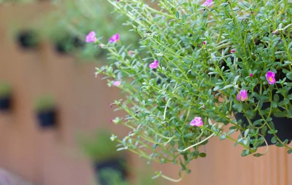 Purslane común . —  Fotos de Stock