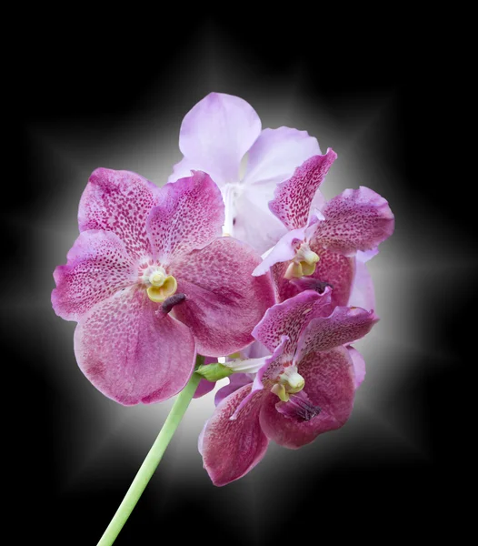 Purple orchid flowers. — Stock Photo, Image