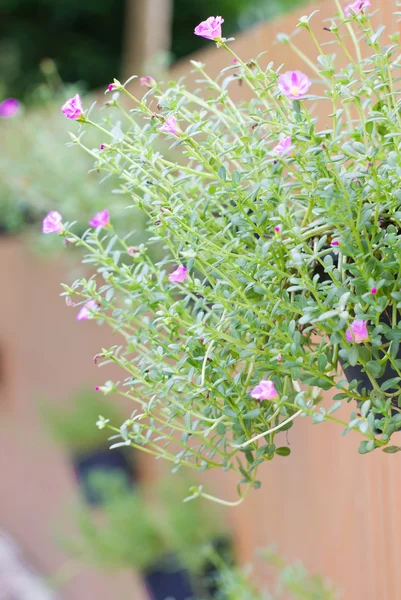 Common Purslane. — Stock Photo, Image