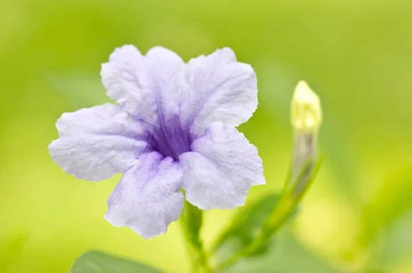 Fiore di Ruellia — Foto Stock