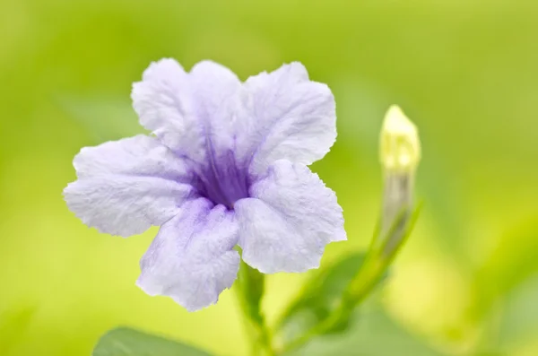 Ruellia 花 — 图库照片