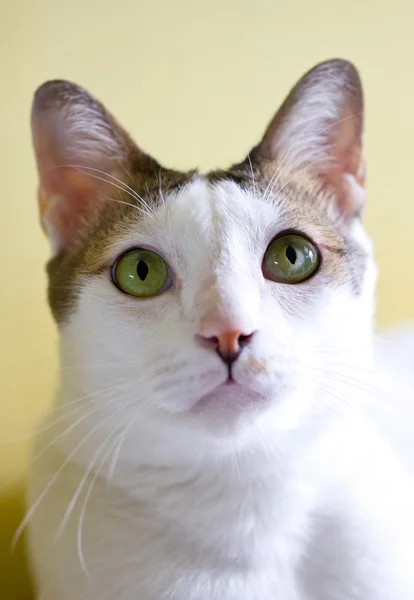 Retrato de um jovem gato macho sentado na frente do amarelo Backgrou — Fotografia de Stock