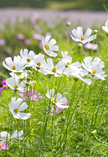 Kosmos Blumen. (wissenschaftlicher Name: cosmos bipinnatus) — Stockfoto